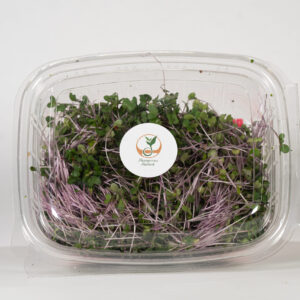 Rotkohl