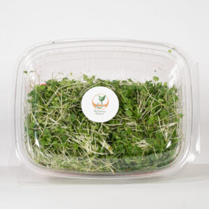 Rucola